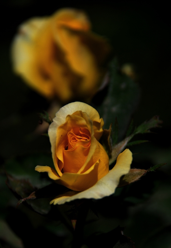 Sarı gül / Yellow rose