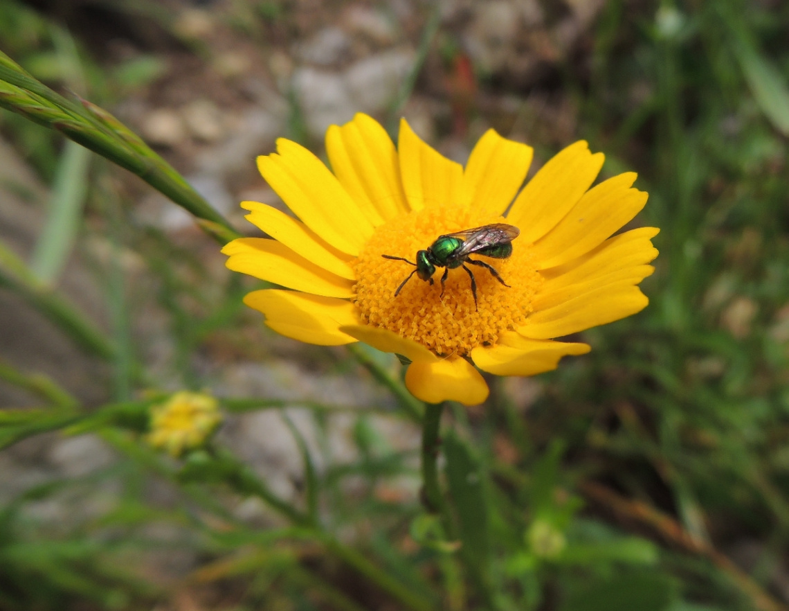 Doce flor amarela