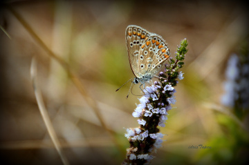 YAZA VEDA...............