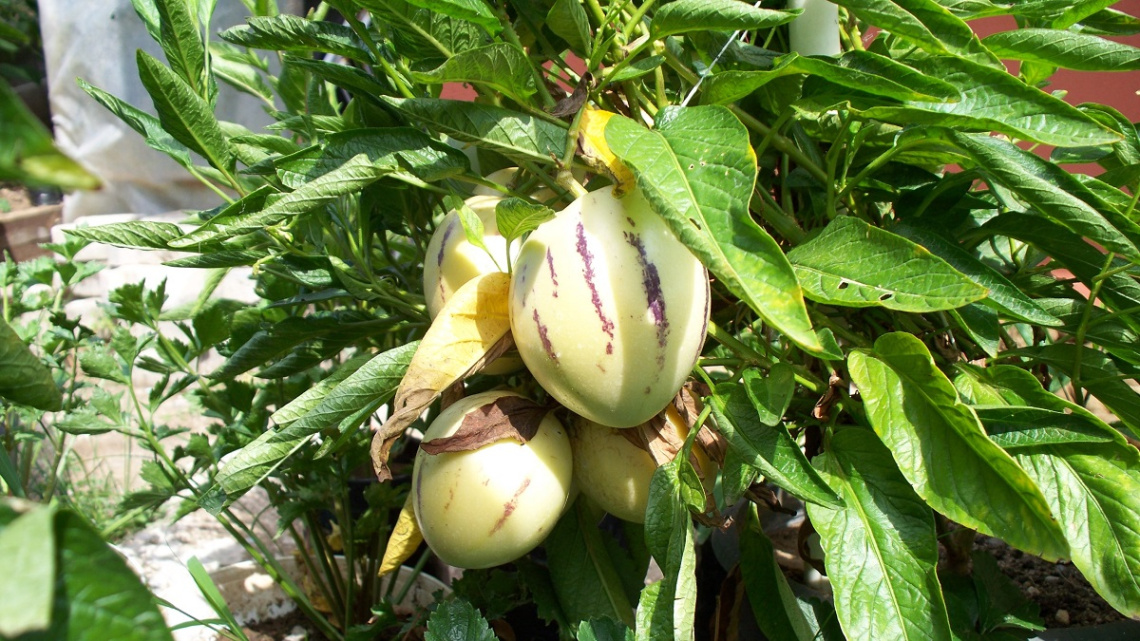 Pepino 
