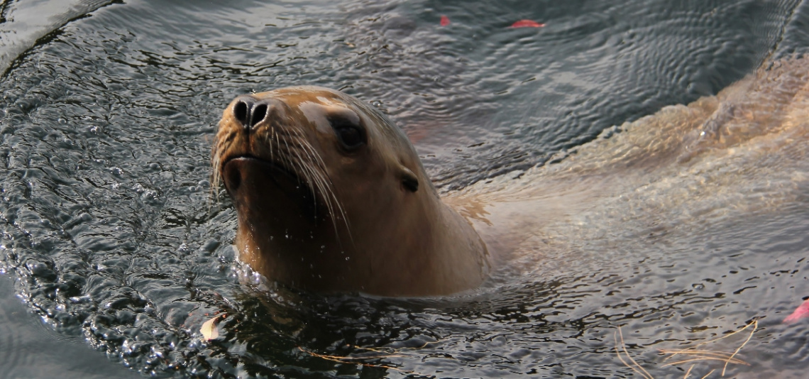 Hello Dearest Sea Lion - Don´t Be Afraid