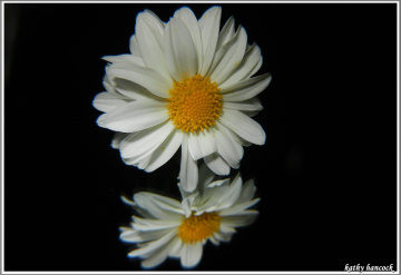 Daisy Reflections