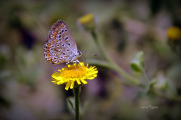 SONBAHAR.............