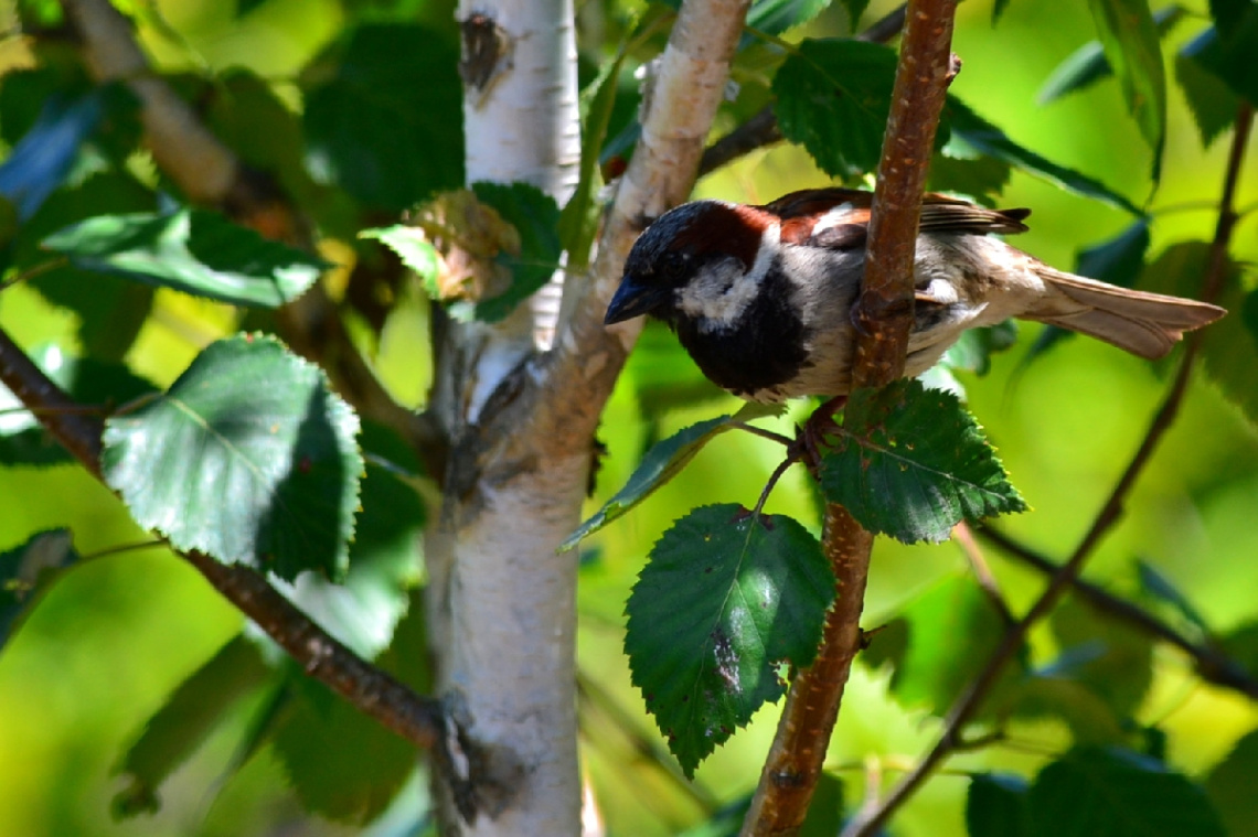 Sparrow