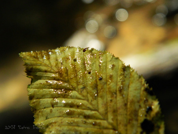 Sarı Yaprak ve Bokeh