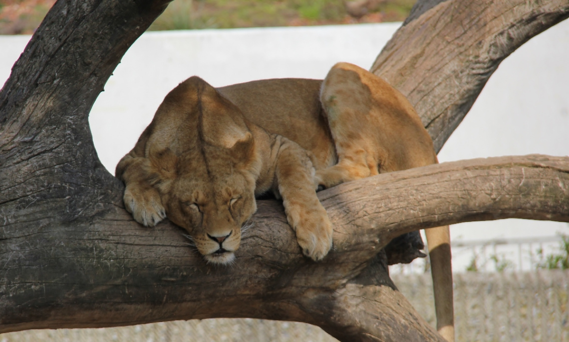 A Lionnap In The Sun