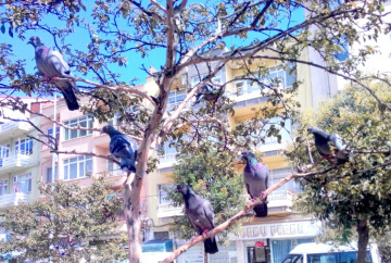 güvercinler dinlenme molasında