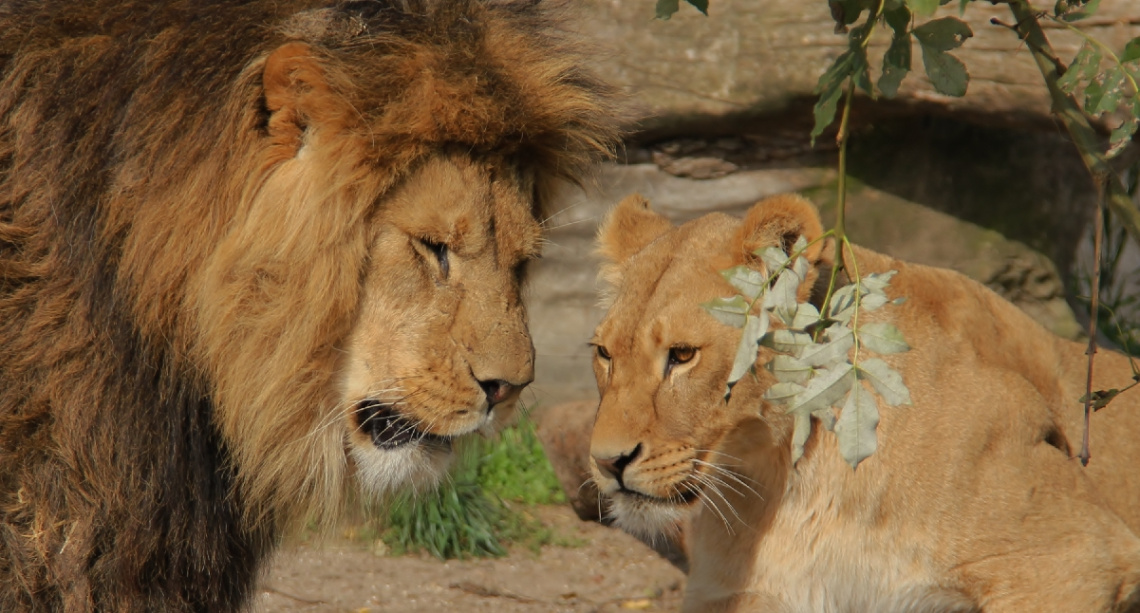 Lion Lovers