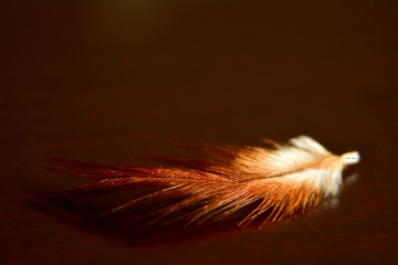 Tüy / Feather