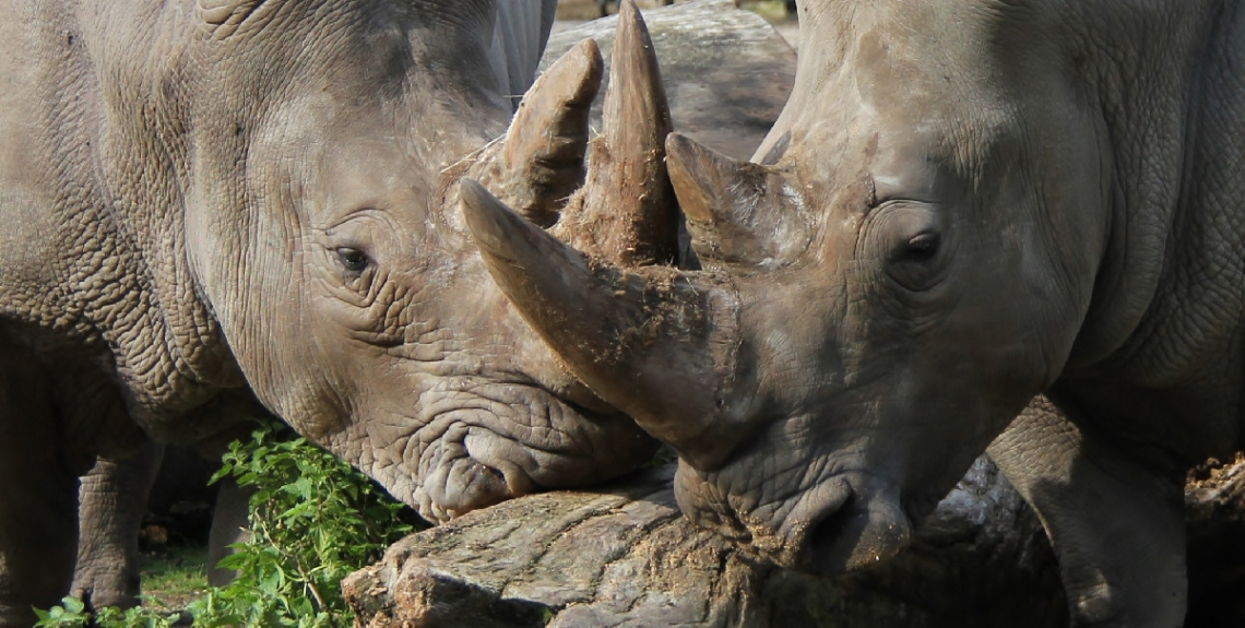 Phinoceros - Life Companions