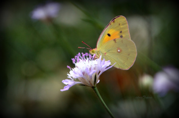 SARI AZAMET.....................