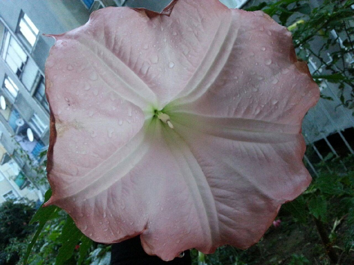 DALYA