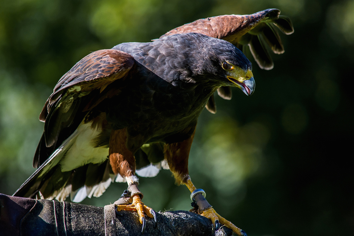 Red Kite - Roter Milan