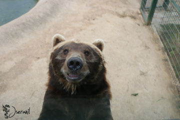 Cantabrian Brown Bear