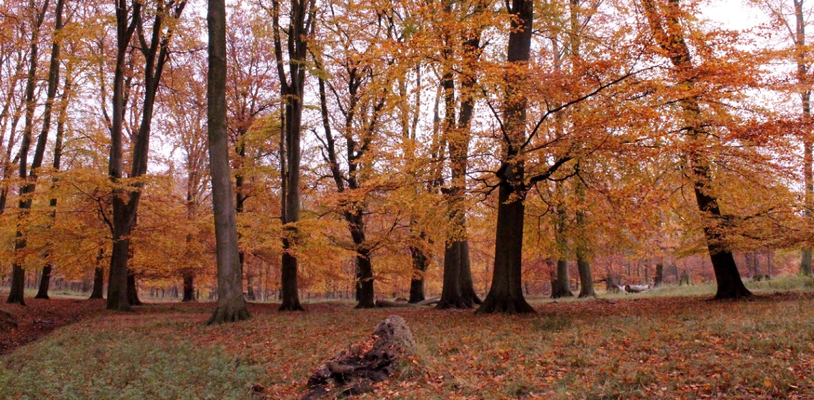 Autumn In The Forest