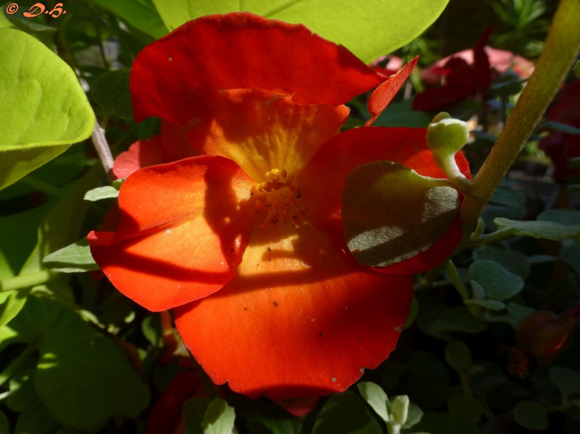 I love red