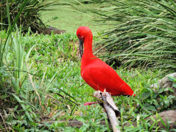 In red!