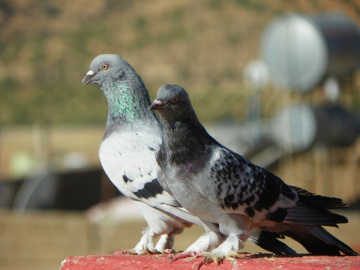 Güvercinler