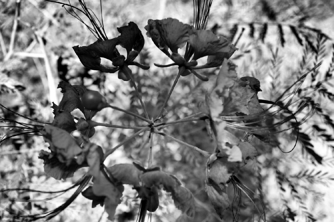 Black and White Bird of Paradise 