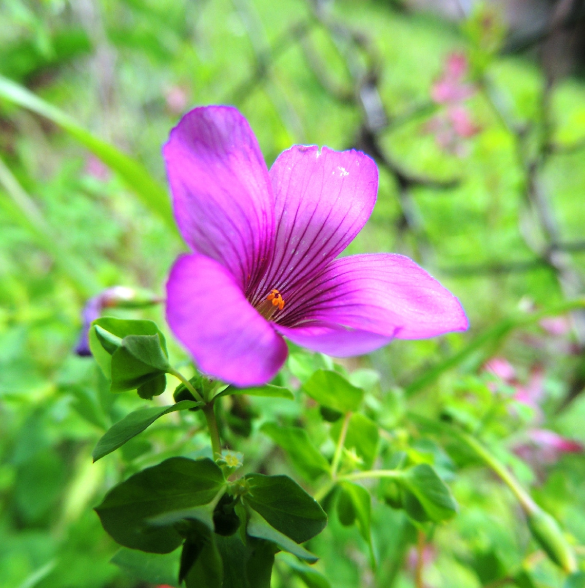 Little pink flower