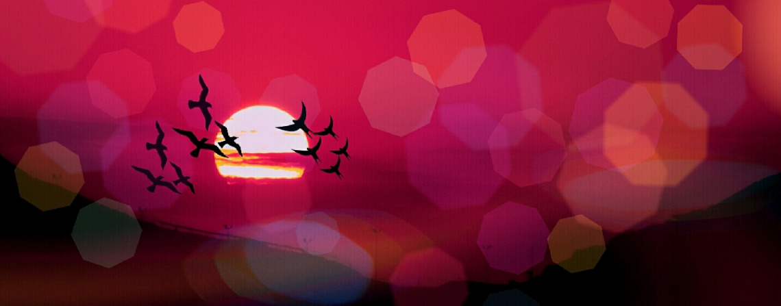 Bird's ballet in the sky 