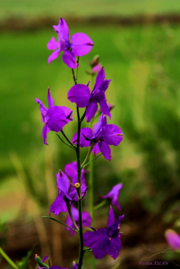 Saglik ve huzur dolu nice bayramlar....