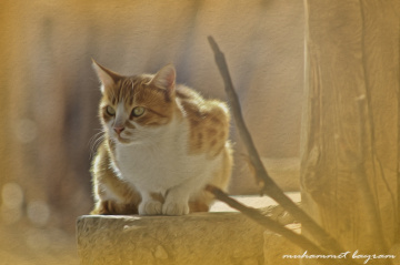 Kedi
