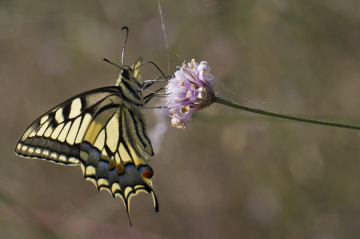 Kelebeklerin En Alımlısı