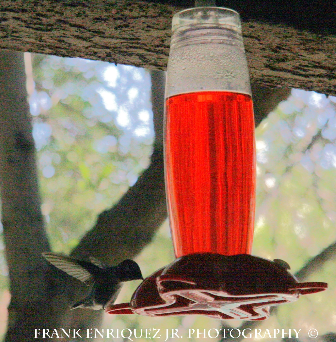 Hummingbird Feeding