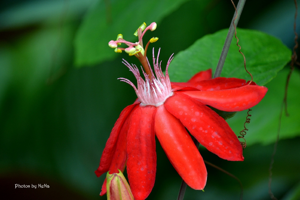Passiflora