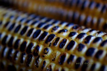 Mısır / Corn