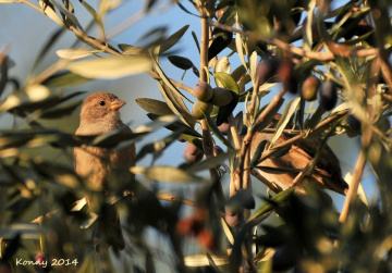 just time to eat  the olives 