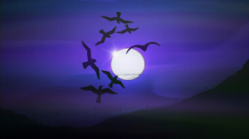 Ravens fly at night 