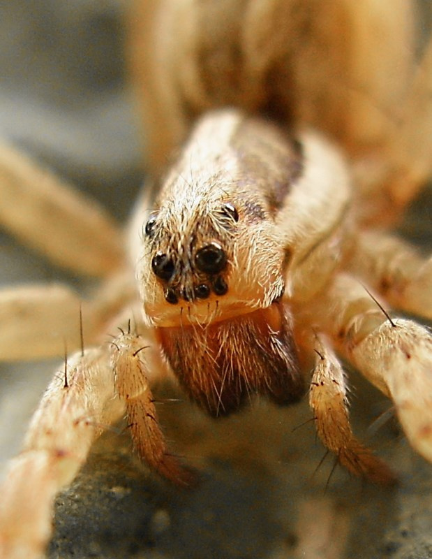 spider
