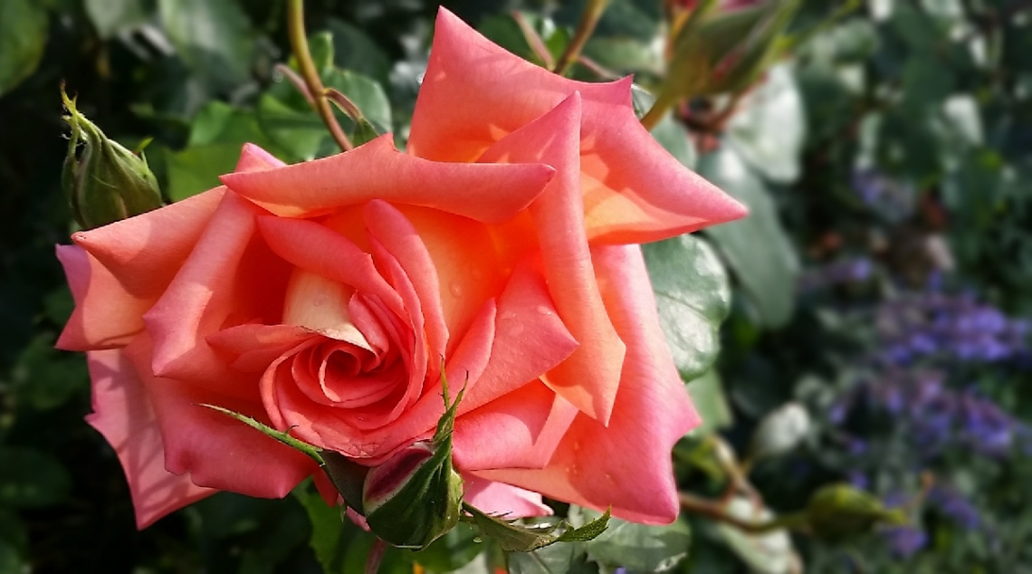 For You