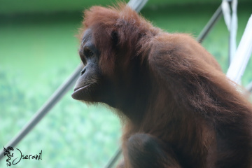 Orangutan