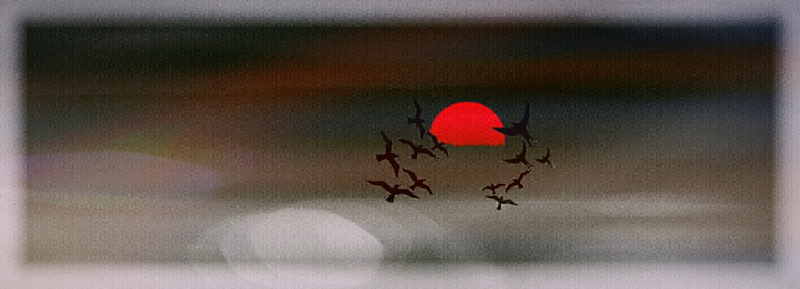 Bird's ballet in the early morning 