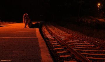 Son Tren de Kaçtı....