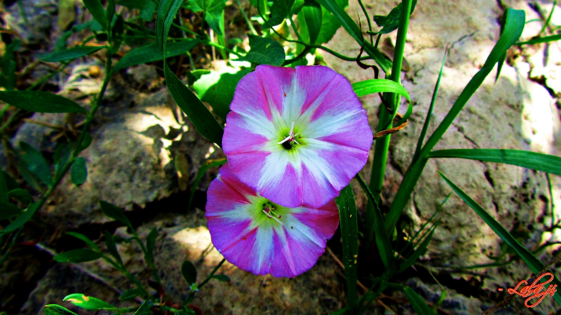 wild beauty