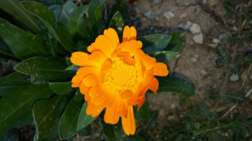 çiçek 