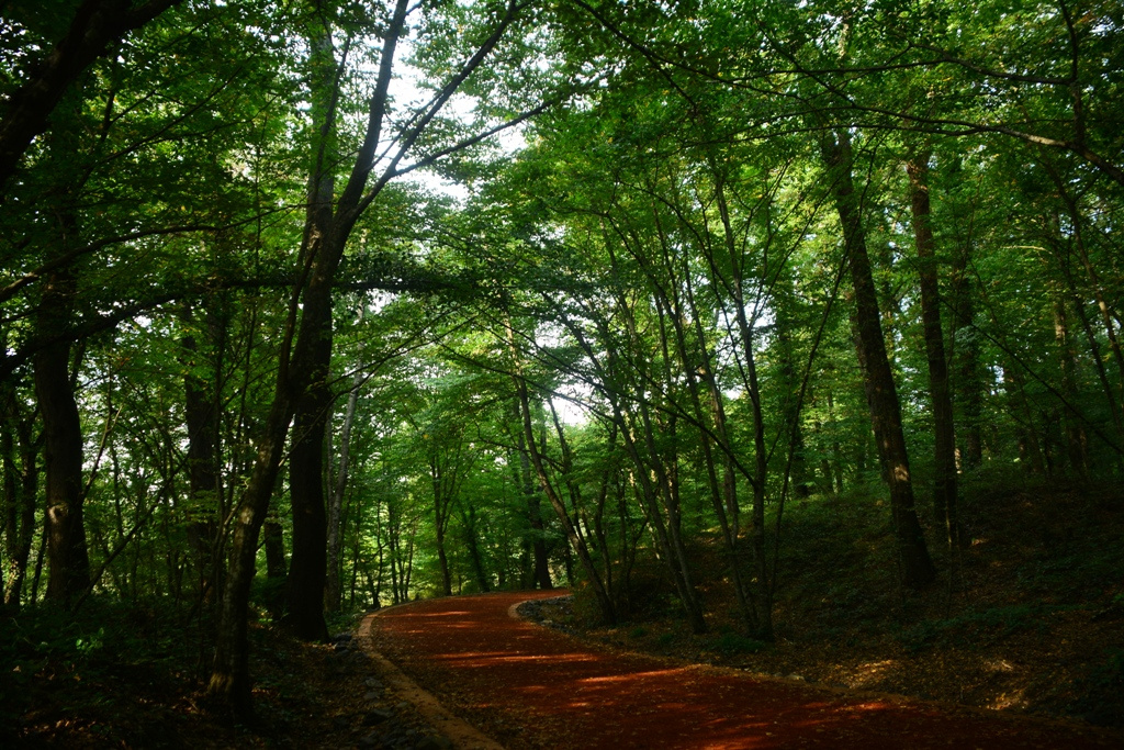 Orman Yolu