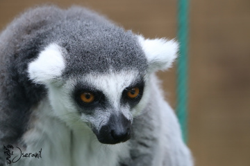 Lemur