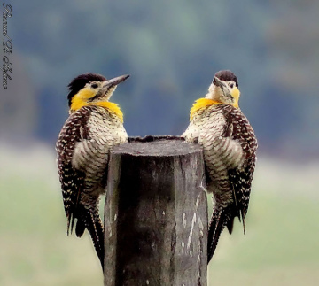 Woodpecker