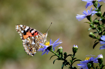 AŞK-I HAZAN...................