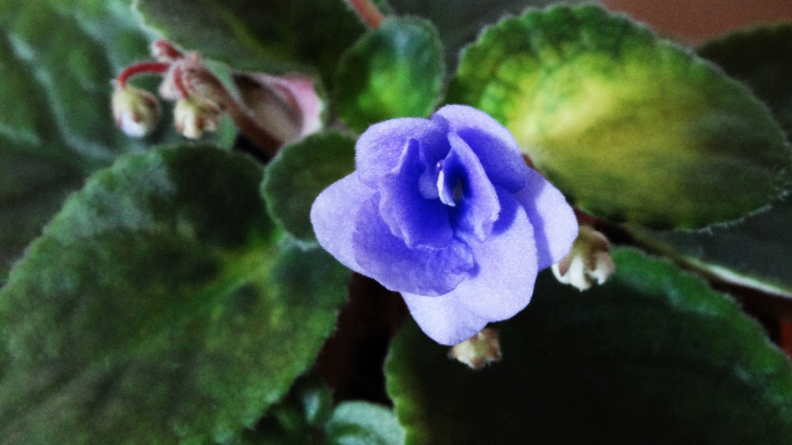 YEŞİLDEN GELEN MAVİ ALLAH'IN İŞİ....