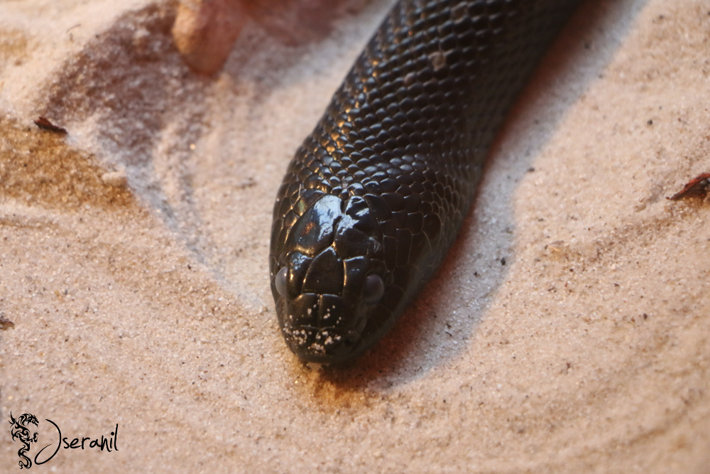 Black Snake