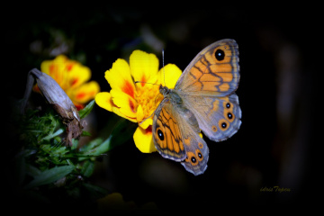 ÖYLESİNE BİR AŞK.................