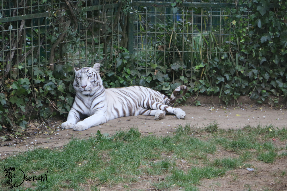 Whiter Tiger