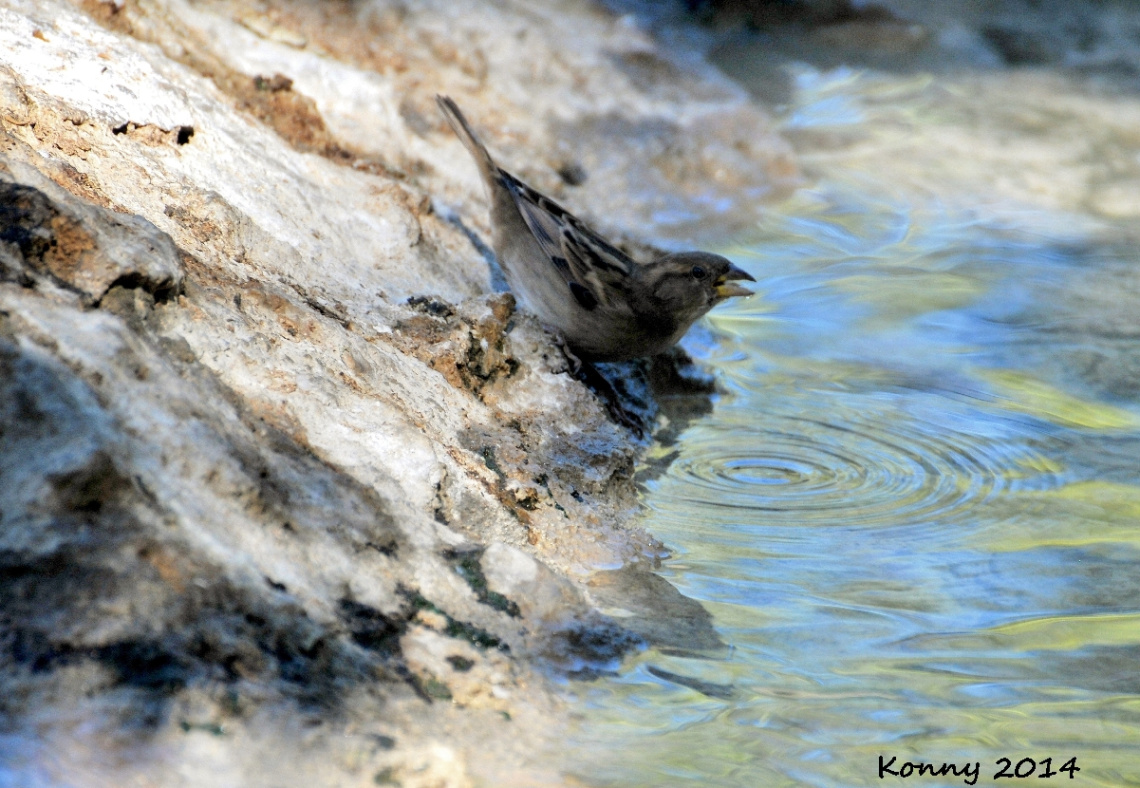 thirsty little sparrow... 