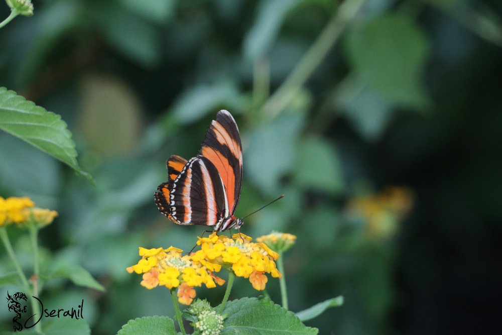 Butterfly I